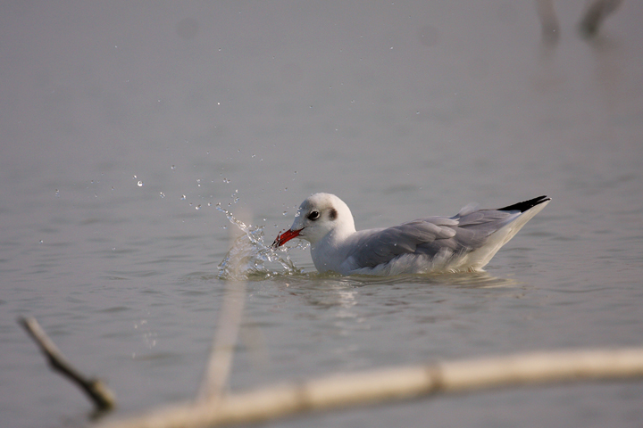 La pesca del gabbiano